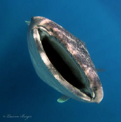 "Happy"
This shot was taken while freediving in Isla Muj... by Lauren Berger 